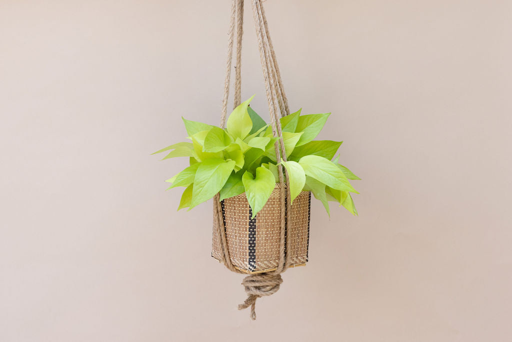 hanging planter for pothos 6" Neon Pothos + Hanging Planter Basket – Potted Dreams