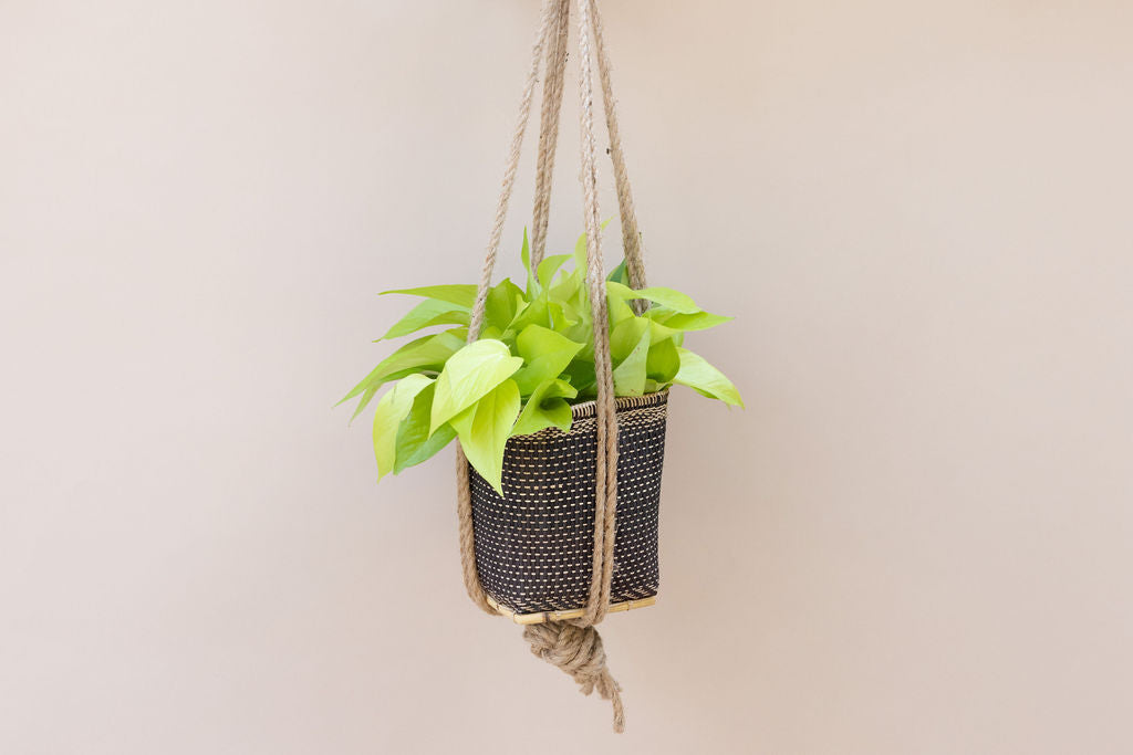 6" Neon Pothos + Hanging Planter Basket