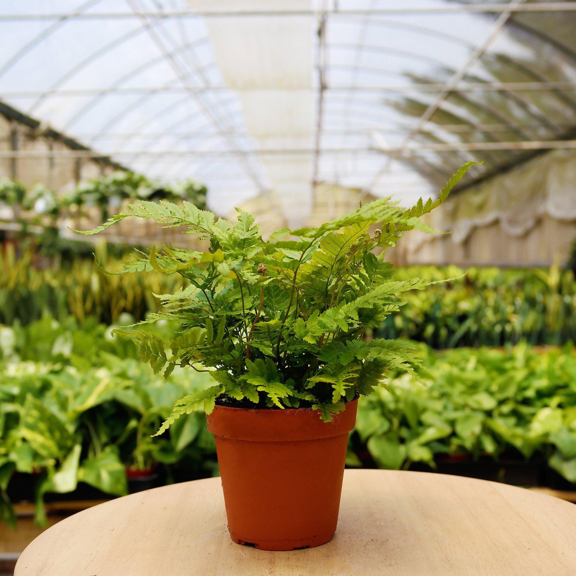 monthly house plant subscription 1 Mystery Plant Monthly Subscription Box (6 month prepay) – Potted Dreams