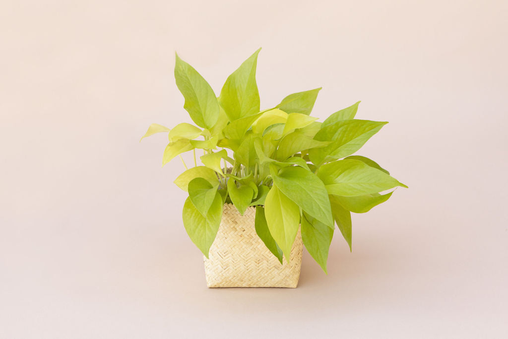 pothos planter 6" Neon Pothos + Planter Basket – Potted Dreams